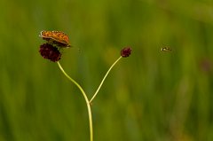 2011-06-30_016_Tiefflieger_9166_RH