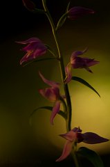 2011-06-30_017_Rotes_Waldvoegelein_9191_RH