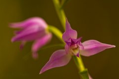 2011-06-30_018_Rotes_Waldvoegelein_9221_RH