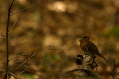 2011-06-30_019_Rotkehlchen_9260_RH