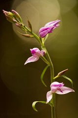 2011-06-30_023_Rotes_Waldvoegelein_9427_RH