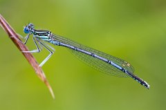 2011-06-30_024_Azurjungfer_9565_RH