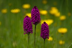 2011-06-30_030_Pyramidenspitzorchis_9659_RH