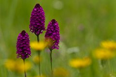 2011-06-30_031_Pyramidenspitzorchis_9667_RH