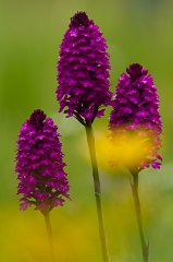 2011-06-30_032_Pyramidenspitzorchis_9669_RH