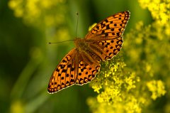 2011-06-30_033_Scheckenfalter_9678_RH