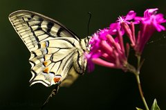 2011-06-30_034_Schwalbenschwanz_9708_RH