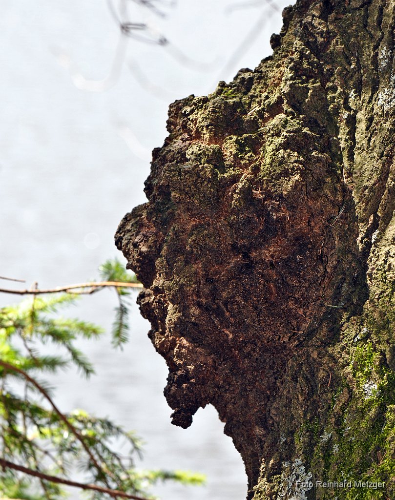 2011-07-31_01_Baum-Gesicht_RM.JPG