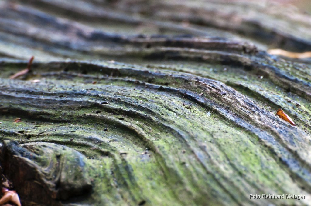 2011-07-31_02_Todholz_RM.JPG