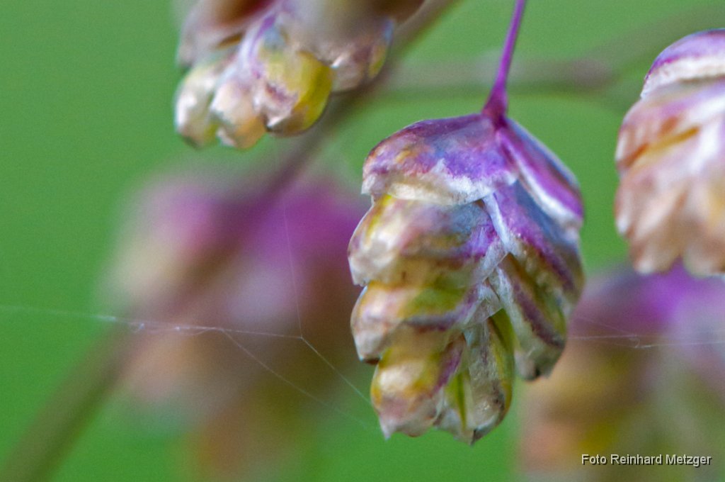 2011-07-31_06_Zittergras_RM.JPG