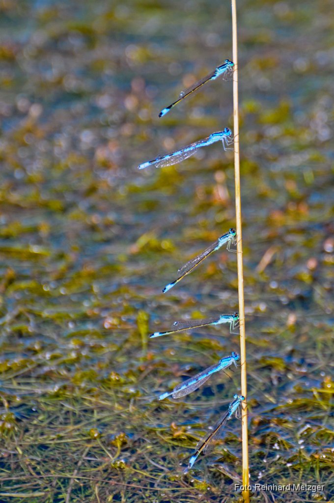 2011-07-31_11_Libellen-Parkplatz_RM.JPG