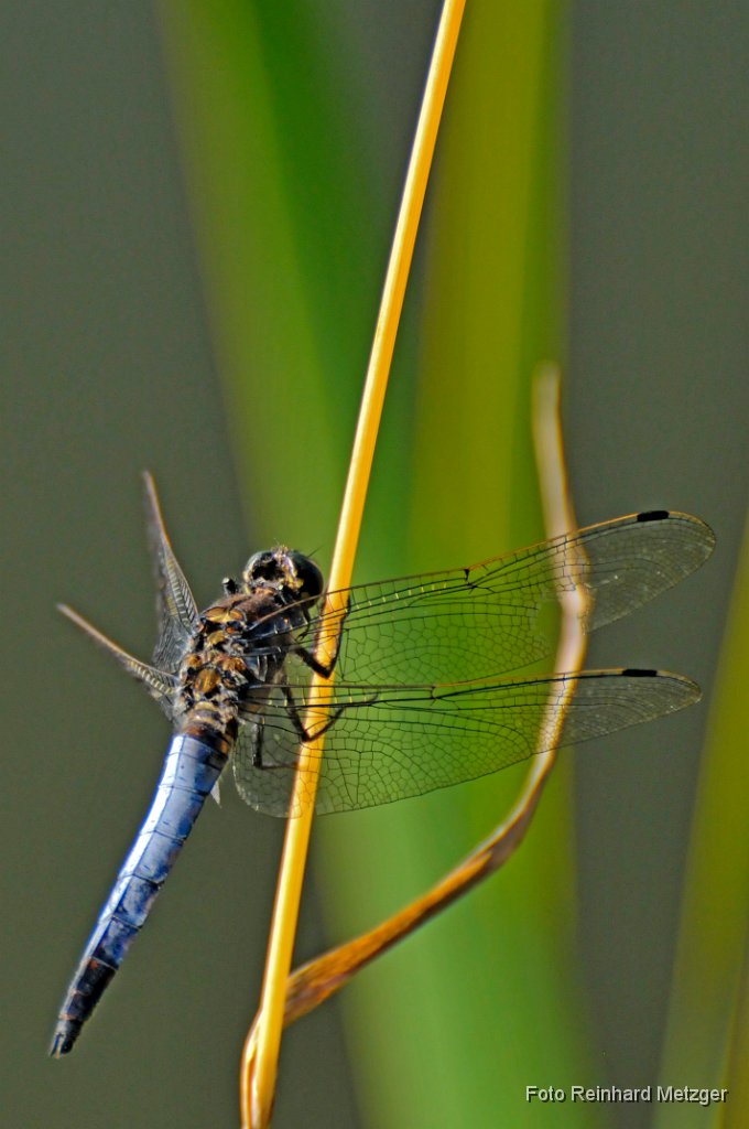 2011-07-31_13_Grosser_Blaupfeil_RM.JPG