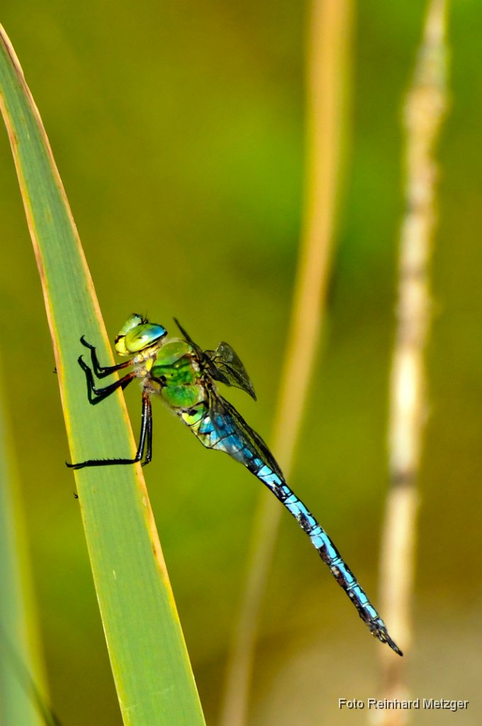 2011-07-31_14_Grosse_Koenigslibelle_RM.JPG