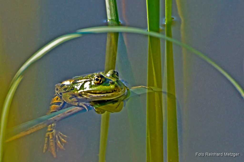 2011-07-31_15_Teichfrosch_RM.JPG
