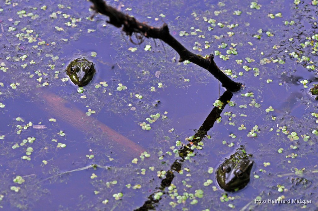 2011-07-31_17_Krugholzweiher_RM.JPG