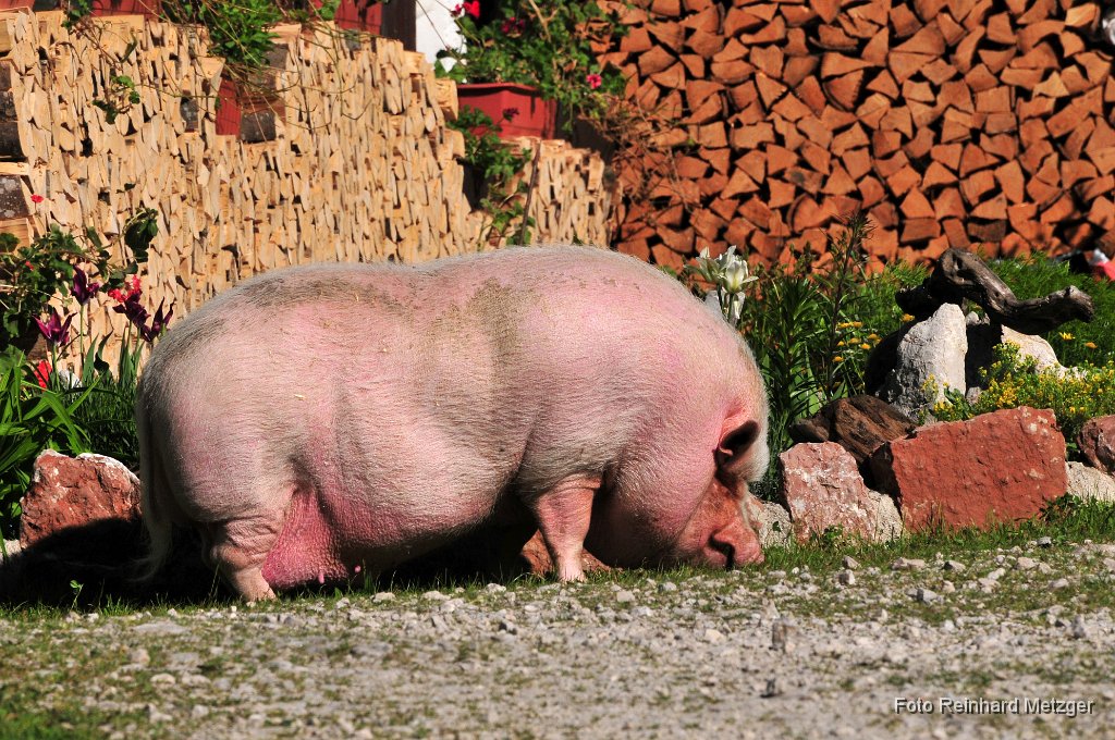 2011-07-31_18_Schwein_RM.JPG
