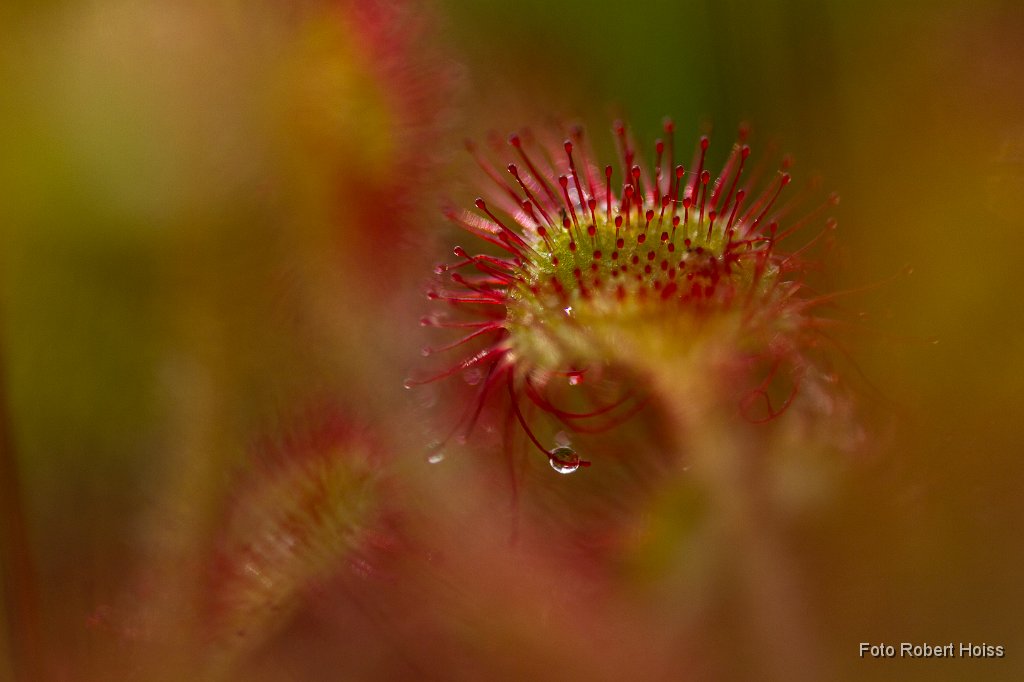 2011-07-31_005_Impressionen_0332_RH.jpg
