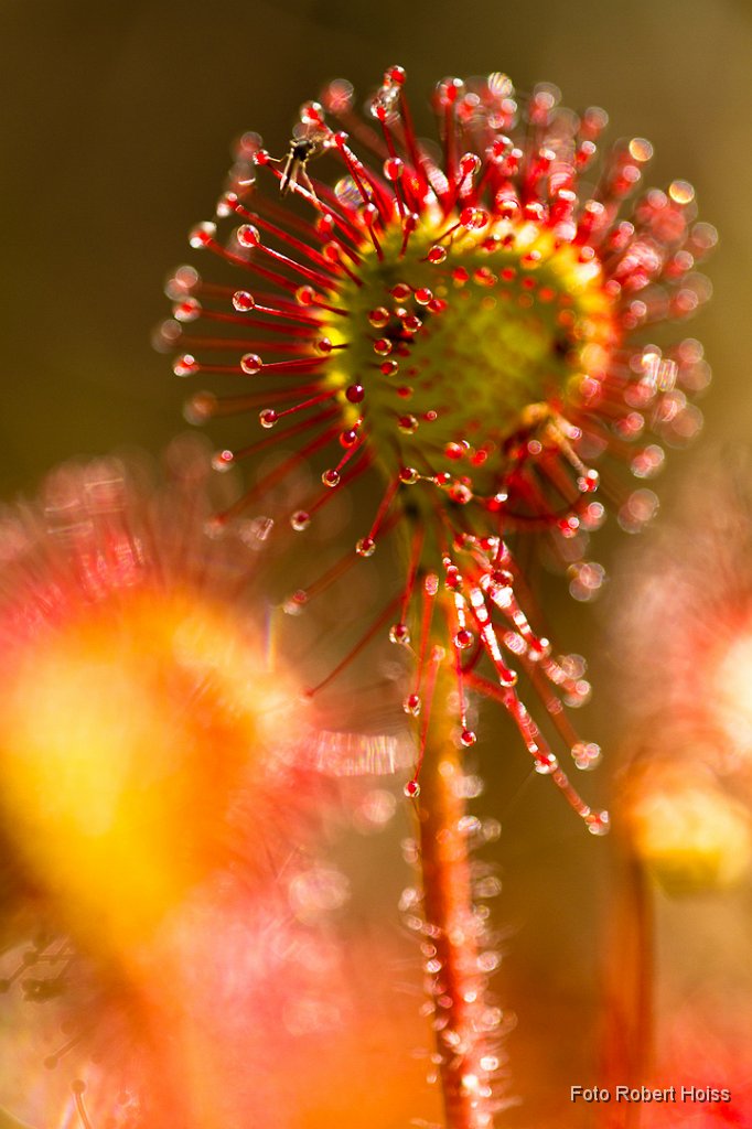 2011-07-31_024_Impressionen_1852_RH.jpg