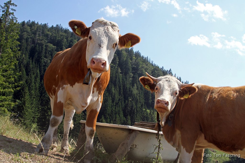 2011-07-12_091_Huettenseminar_Tanneralm.JPG