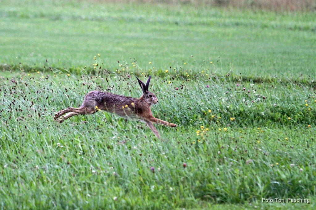 2011-07-20_3_Modellflugplatz_Hase.JPG