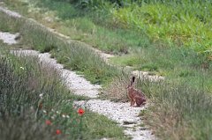 2011-07-07_01_Modellflugplatz_Hase