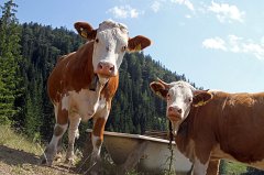 2011-07-12_091_Huettenseminar_Tanneralm