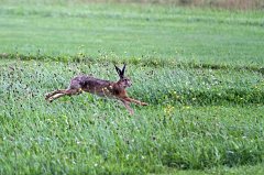 2011-07-20_3_Modellflugplatz_Hase