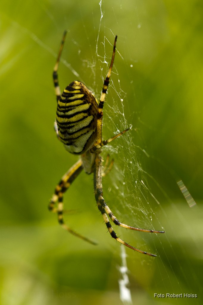 2011-08-31_03_Wespenspinne_2917_RH.jpg