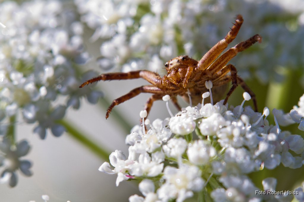 2011-08-31_22_Veraenderliche_Krabbenspinne_3421_RH.jpg