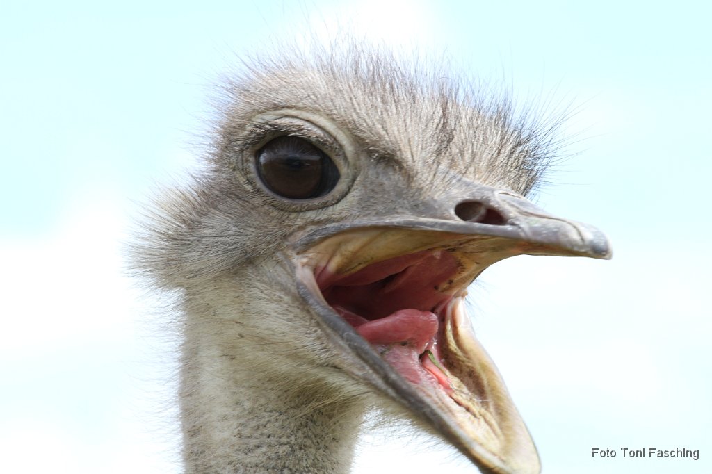 2011-08-13_04_Strausse_TF.JPG
