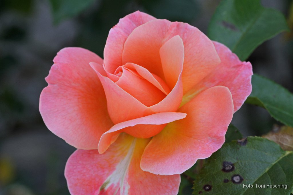 2011-08-21_02_Makroaufnahmen_Rose_TF.JPG