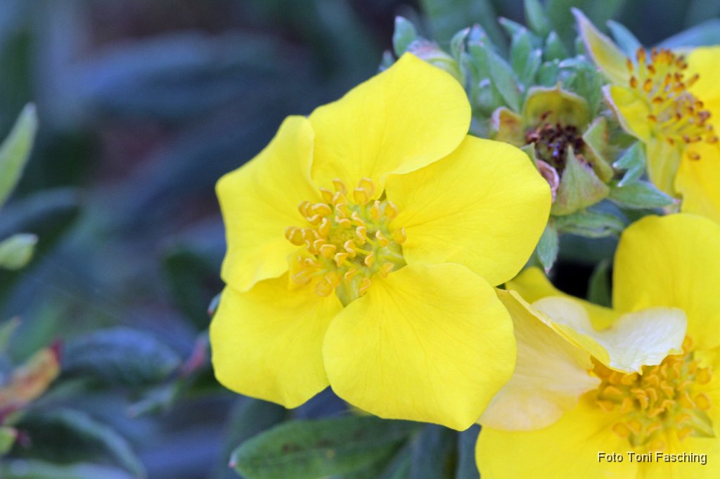 2011-08-21_07_Makroaufnahmen_Blumen_TF.JPG
