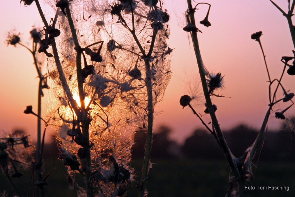2011-08-22_02_Sonnenuntergang_Distel_TF.JPG