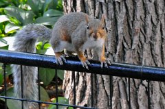 2011-09-18_198_NY_Madison_Square_Park_RM