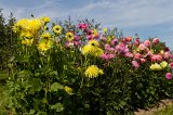 2011-09-25_41_Gartentag_Adelshofen_5652_RH