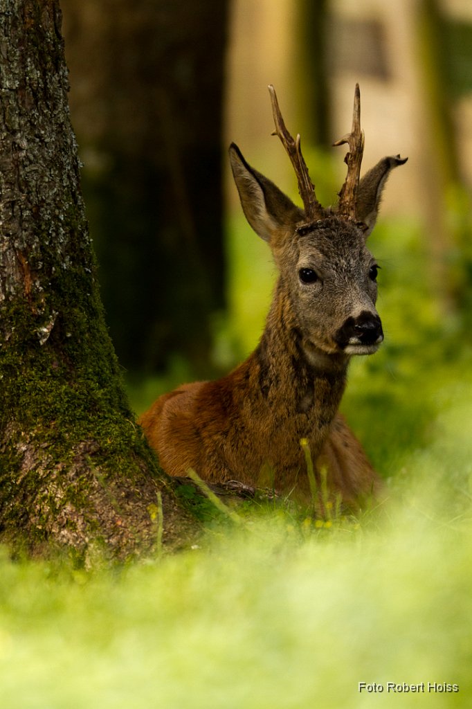 2011-09-30_07_Rehbock_5309_RH.jpg