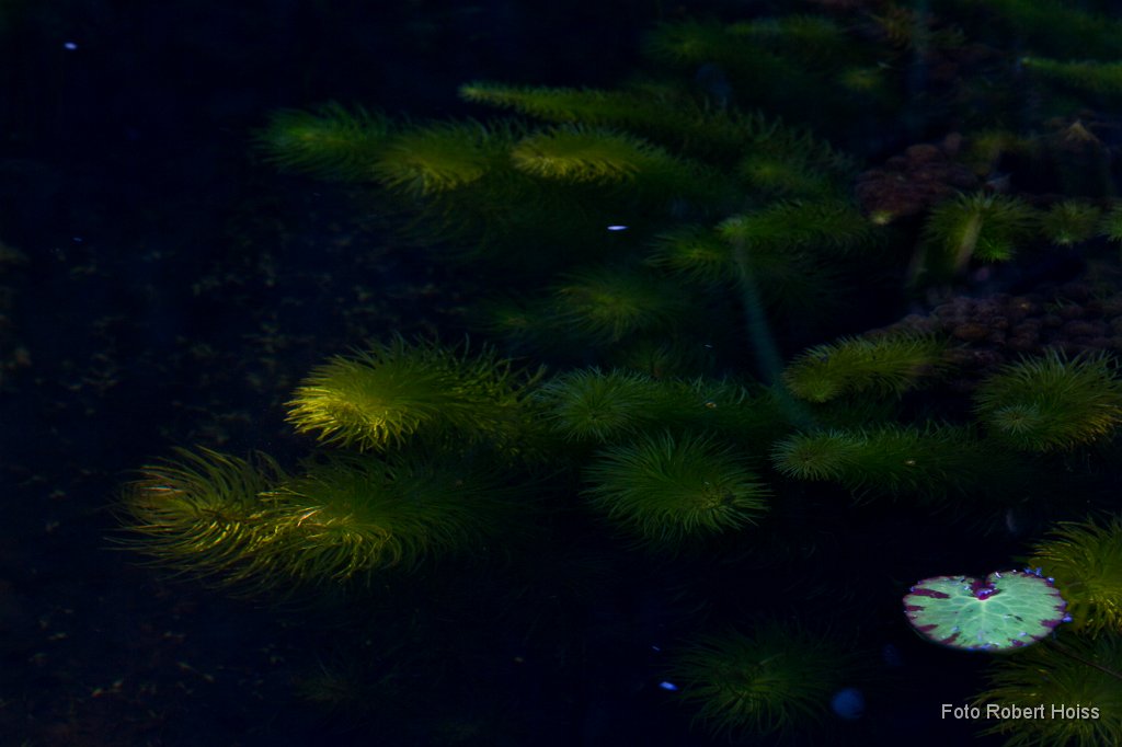 2011-09-30_09_Im_Teich_5407_RH.jpg