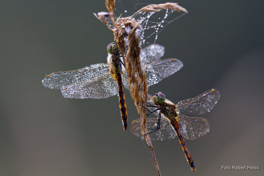 2011-09-30_11_Sumpfheidelibellen_Weibchen_5493_RH.jpg