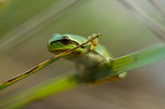 2011-09-30_10_Laubfrosch_5451_RH