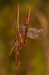 2011-09-30_13_Sumpfheidelibellen_Paerchen_5532_RH