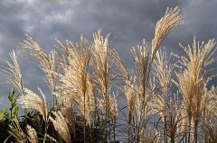 2011-09-09_01_Japangras