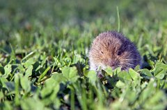 2011-09-30_07_Modellflugplatzmaus_TF