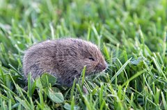 2011-09-30_08_Modellflugplatzmaus_TF