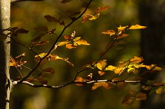 2011-10-01_01_Bayer_Wald_Lindbergschachten_6022_RH