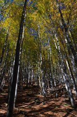 2011-10-01_04_Bayer_Wald_Buchenwald_(In_der_Gruft)_6037_RH