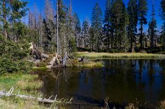 2011-10-01_05_Bayer_Wald_Hirschbachschwelle_6040_RH