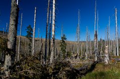 2011-10-01_06_Bayer_Wald_Zwieselter_Filz_6047_RH