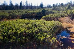 2011-10-01_08_Bayer_Wald_Zwieselter_Filz_6057_RH