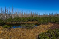 2011-10-01_09_Bayer_Wald_Zwieselter_Filz_6060_RH