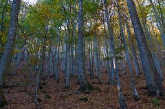 2011-10-01_10_Bayer_Wald_Buchenwald_(In_der_Gruft)_6082_RH